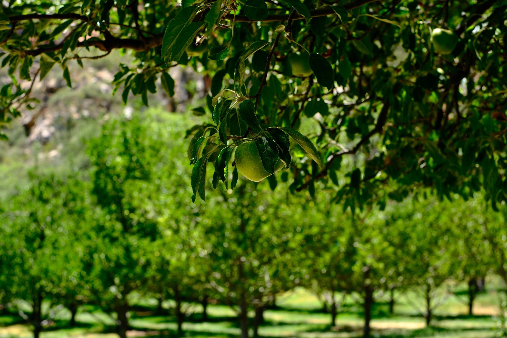 Apple Tree