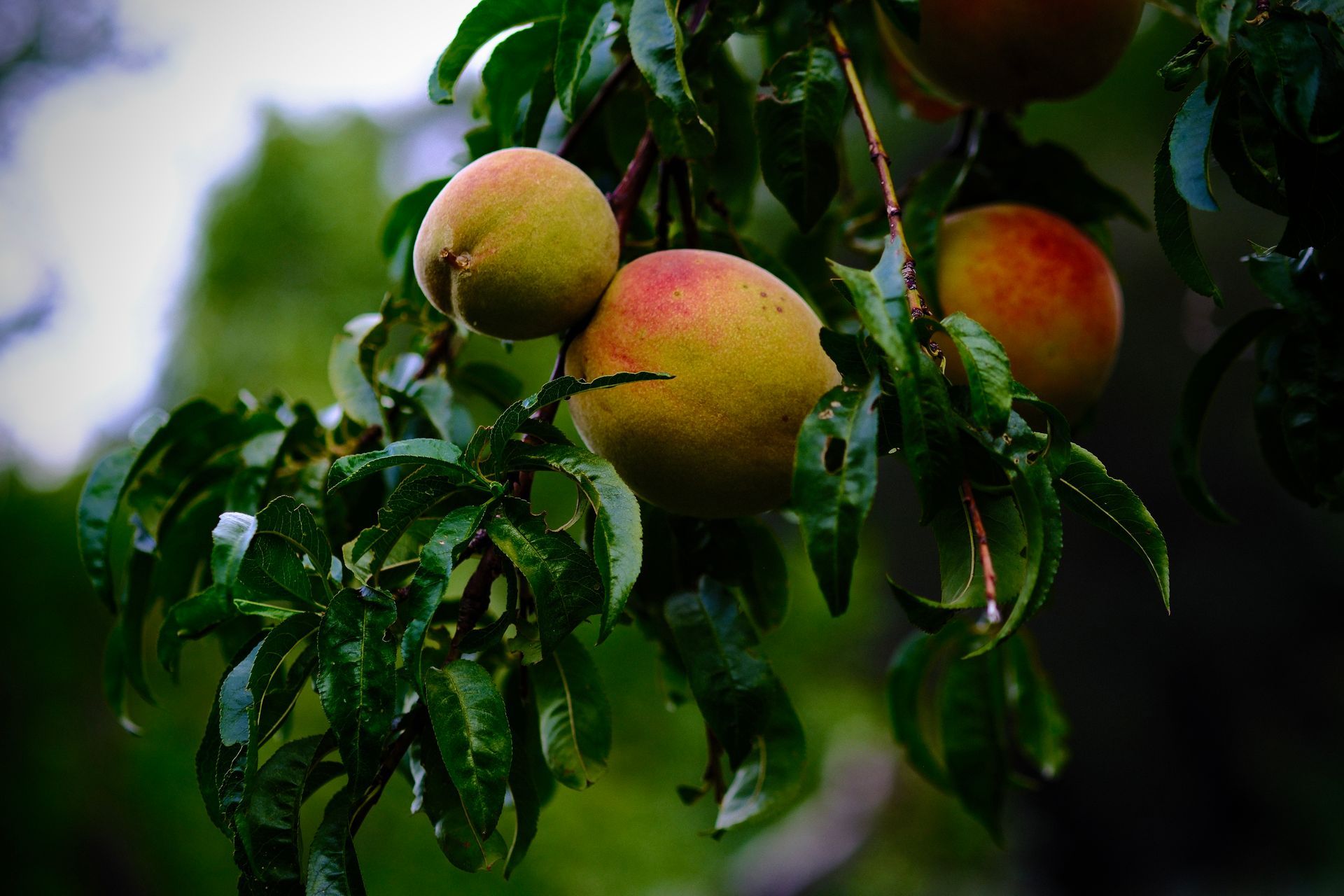 Ripe peaches hanging on a leafy tree branch, with green leaves and blurred background