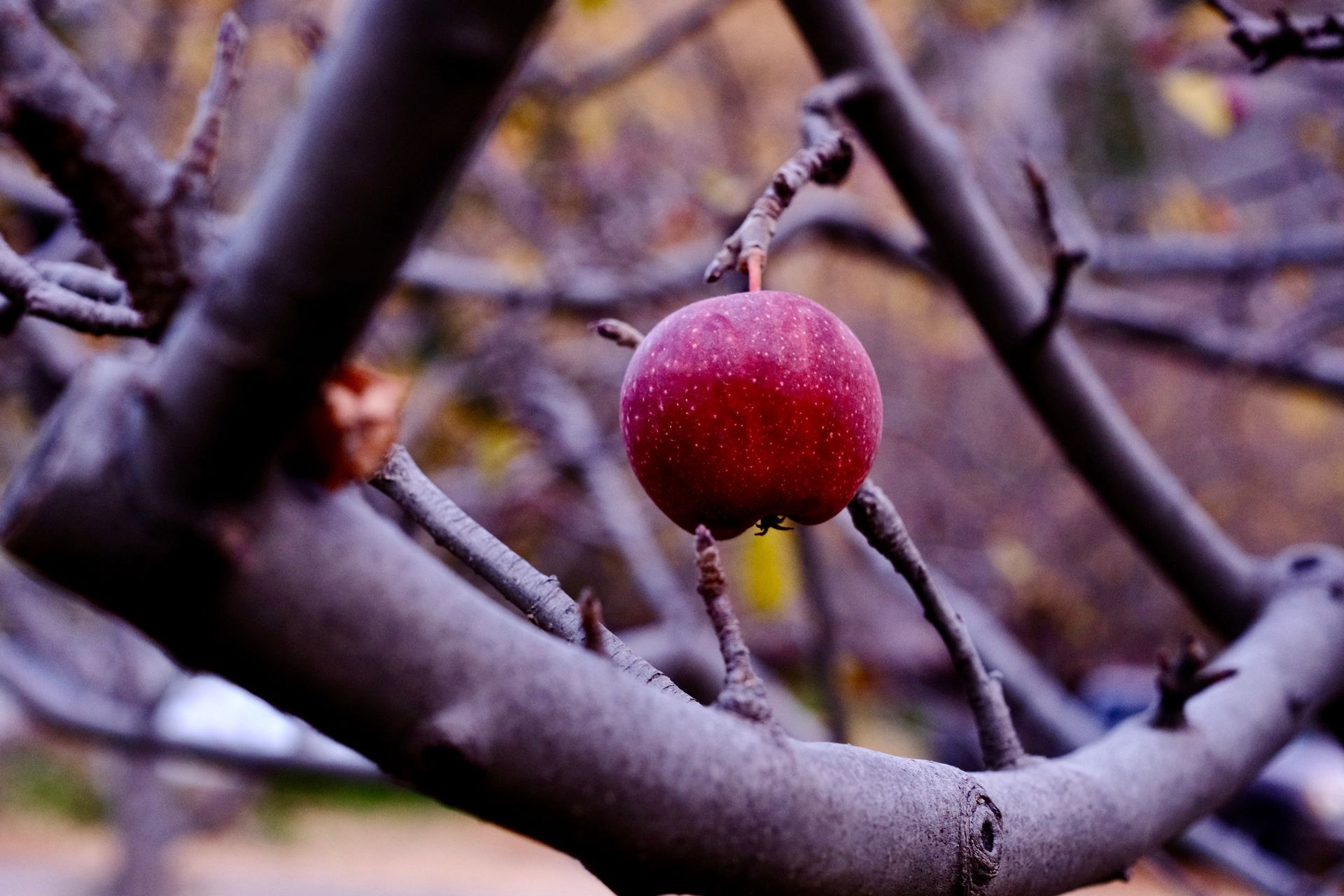 Red apple hanging on a tree branch in a wintry orchard