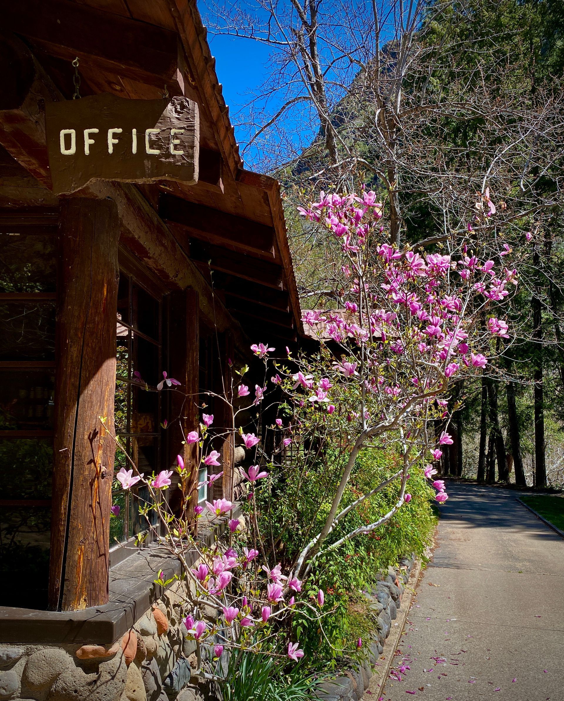 Wooden office building beside a path, with blooming pink flowers and trees in sunlight.