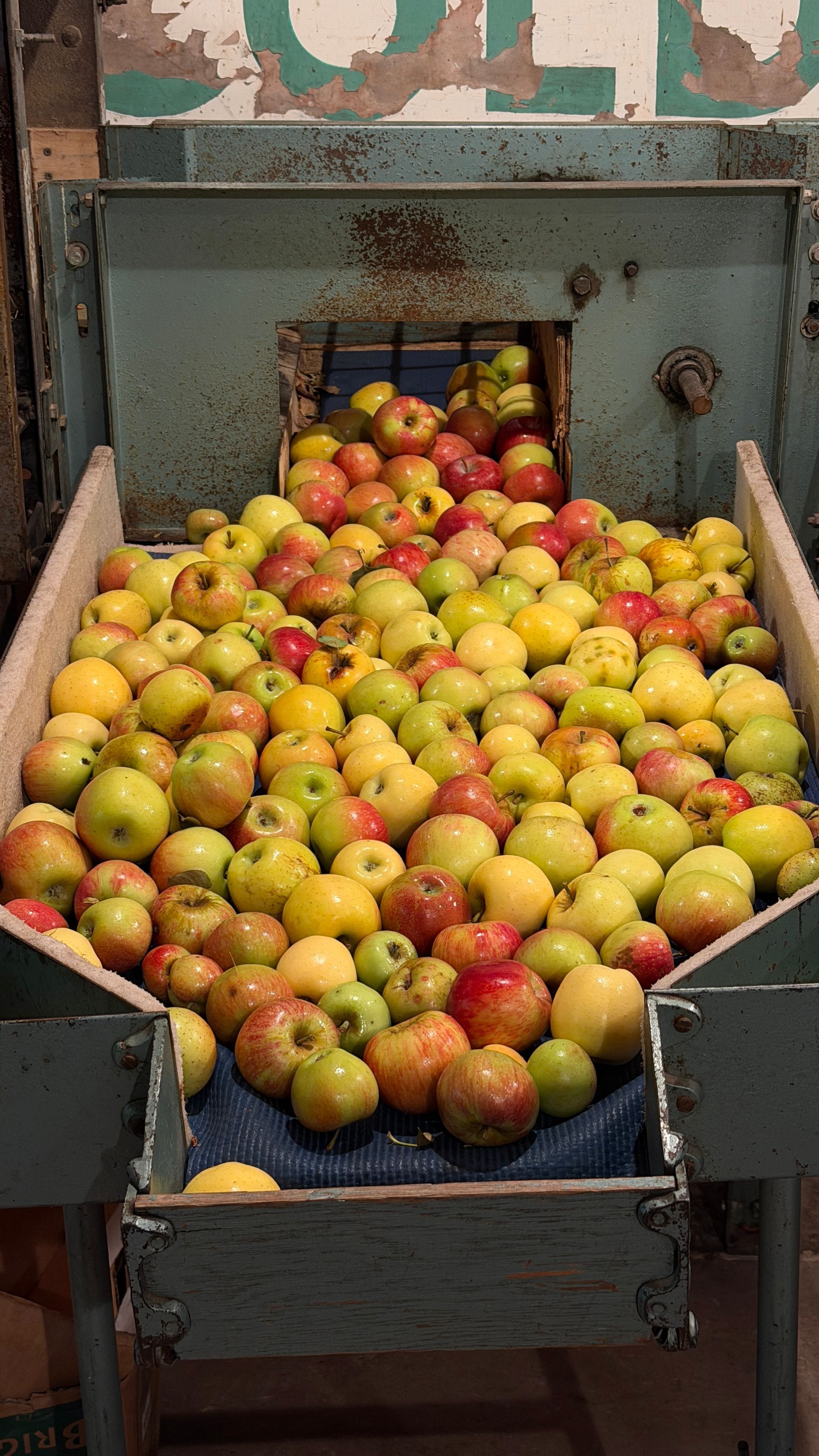 Fresh apples tumbling from a conveyor into a bin in a fruit processing facility