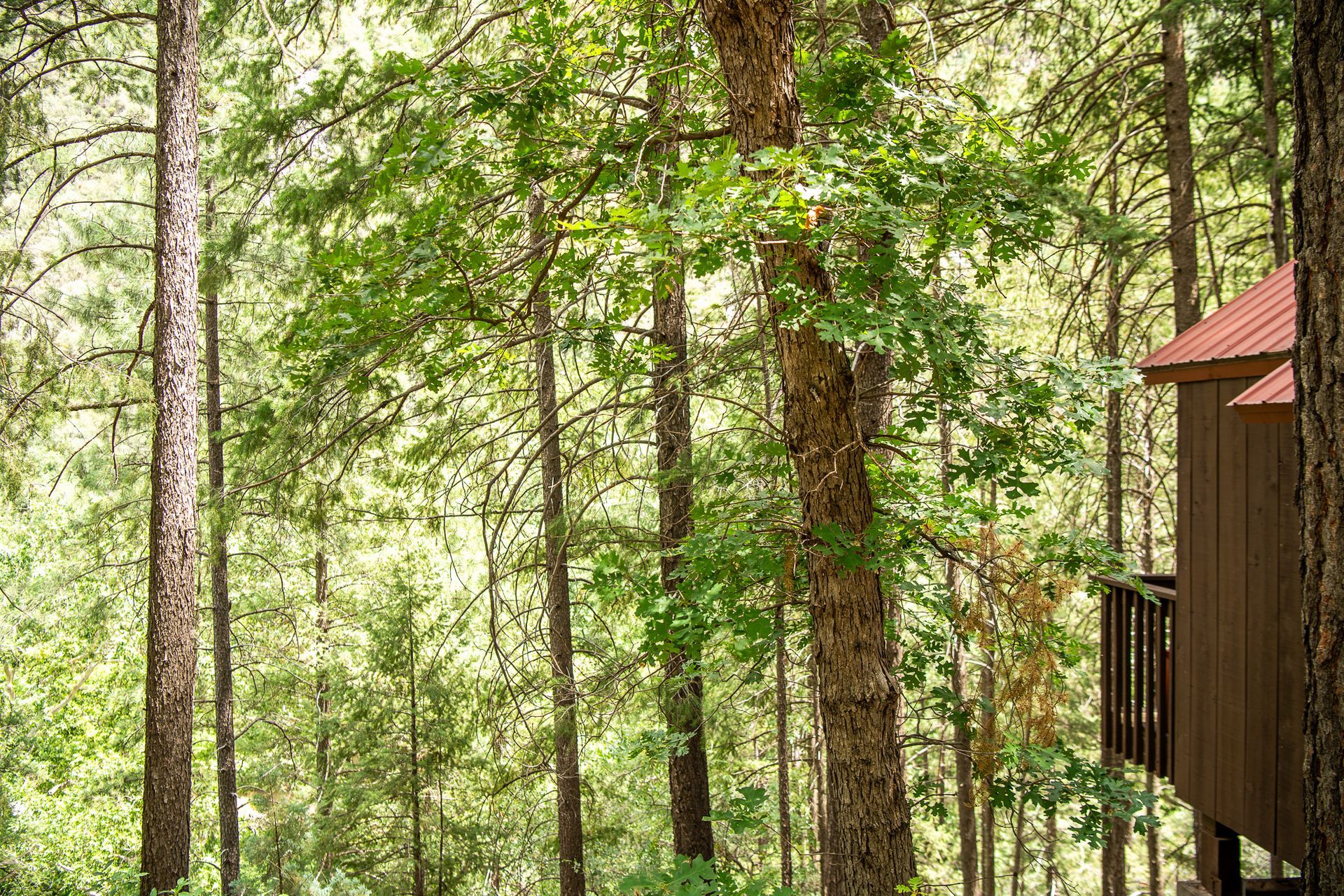 Sunlit forest with tall trees and a wooden cabin on the right edge
