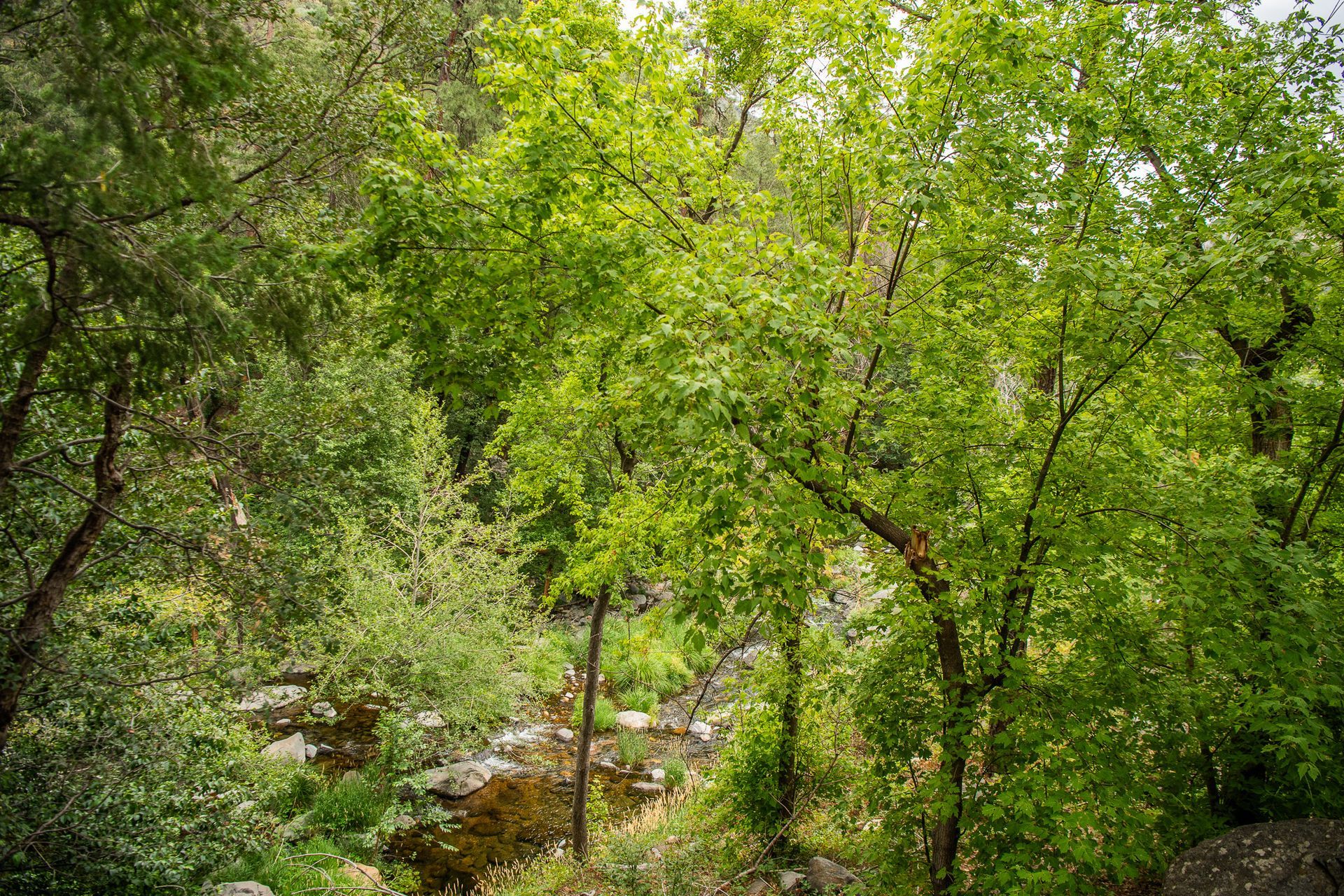 Dense green forest with sunlight filtering through trees and a rocky stream below