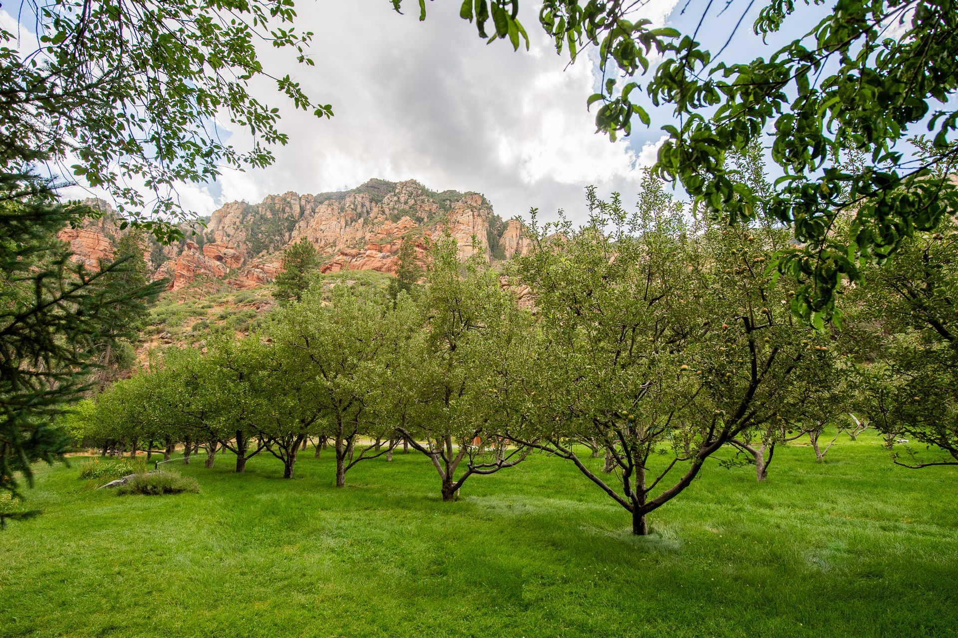 Green orchard with trees on a grassy lawn beneath rocky red cliffs and cloudy sky