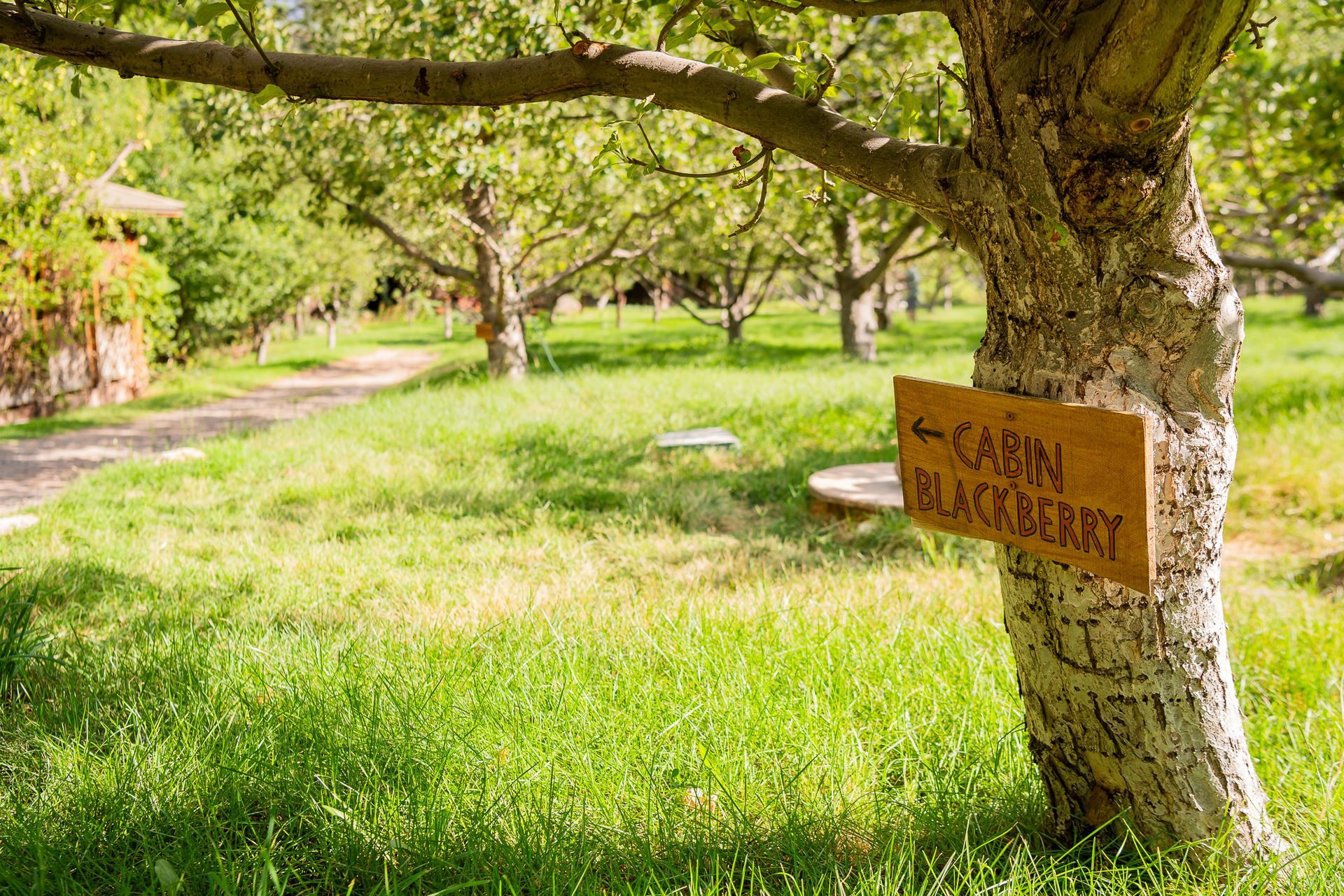 Orchard with green grass and trees, featuring a wooden sign on a trunk in the foreground