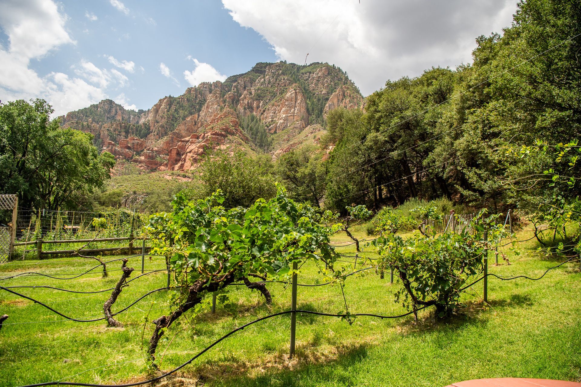 Green orchard with trees and vines in front of rocky mountains under a blue sky