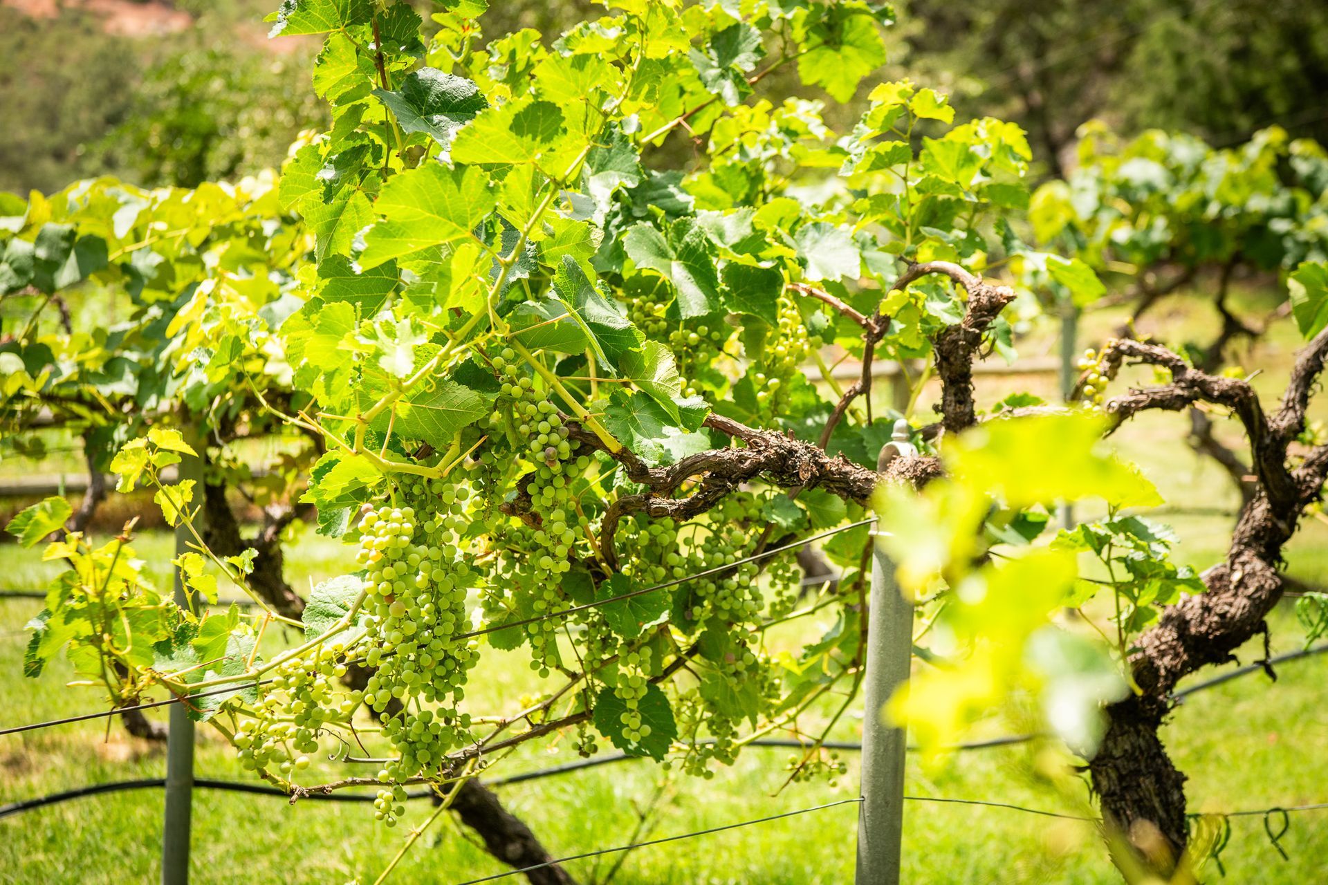 Sunlit vineyard rows with green grapevines and trellises in a blurred rural landscape