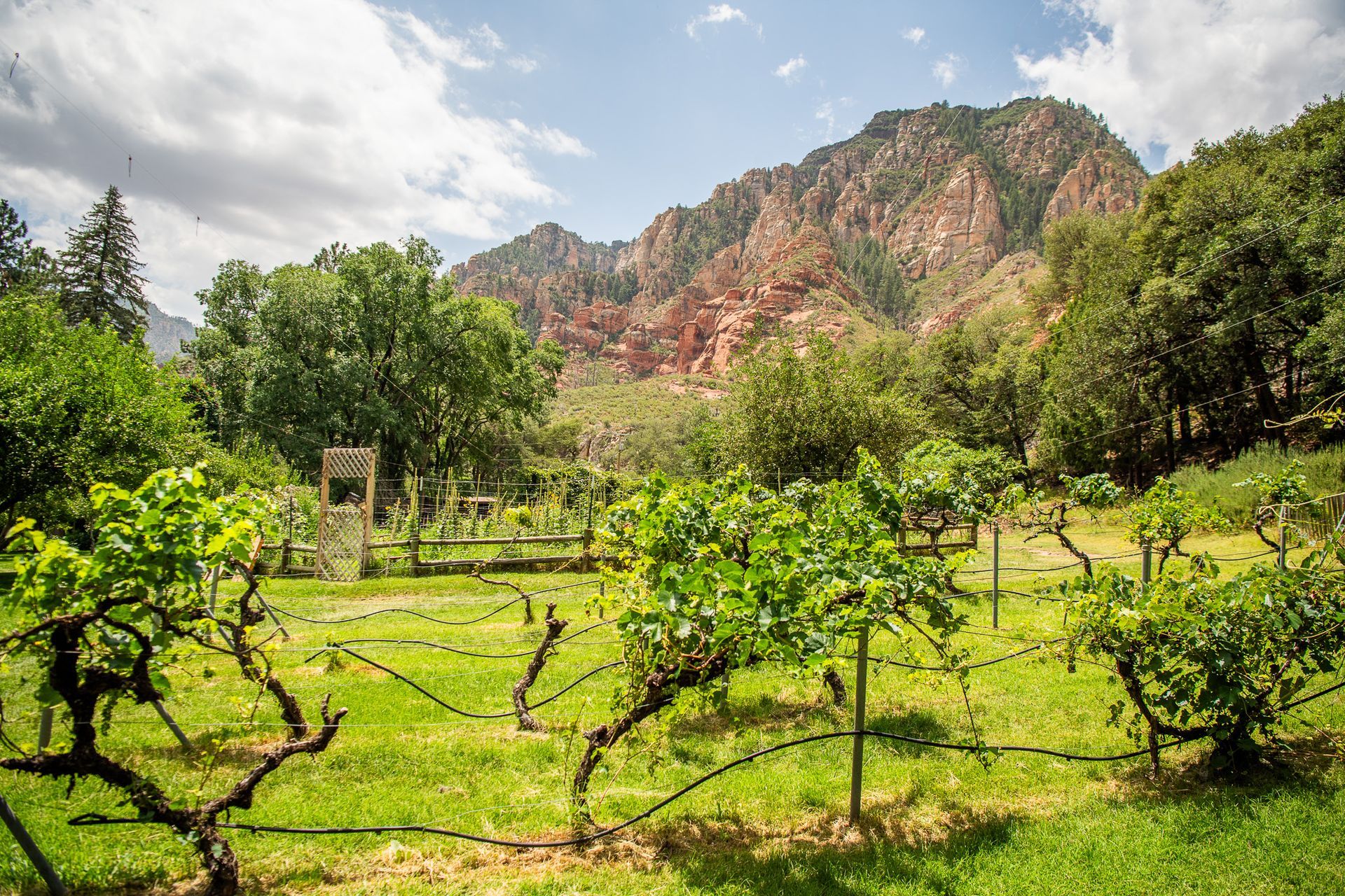 Green orchard with young trees in front of a rocky mountain under a bright sky