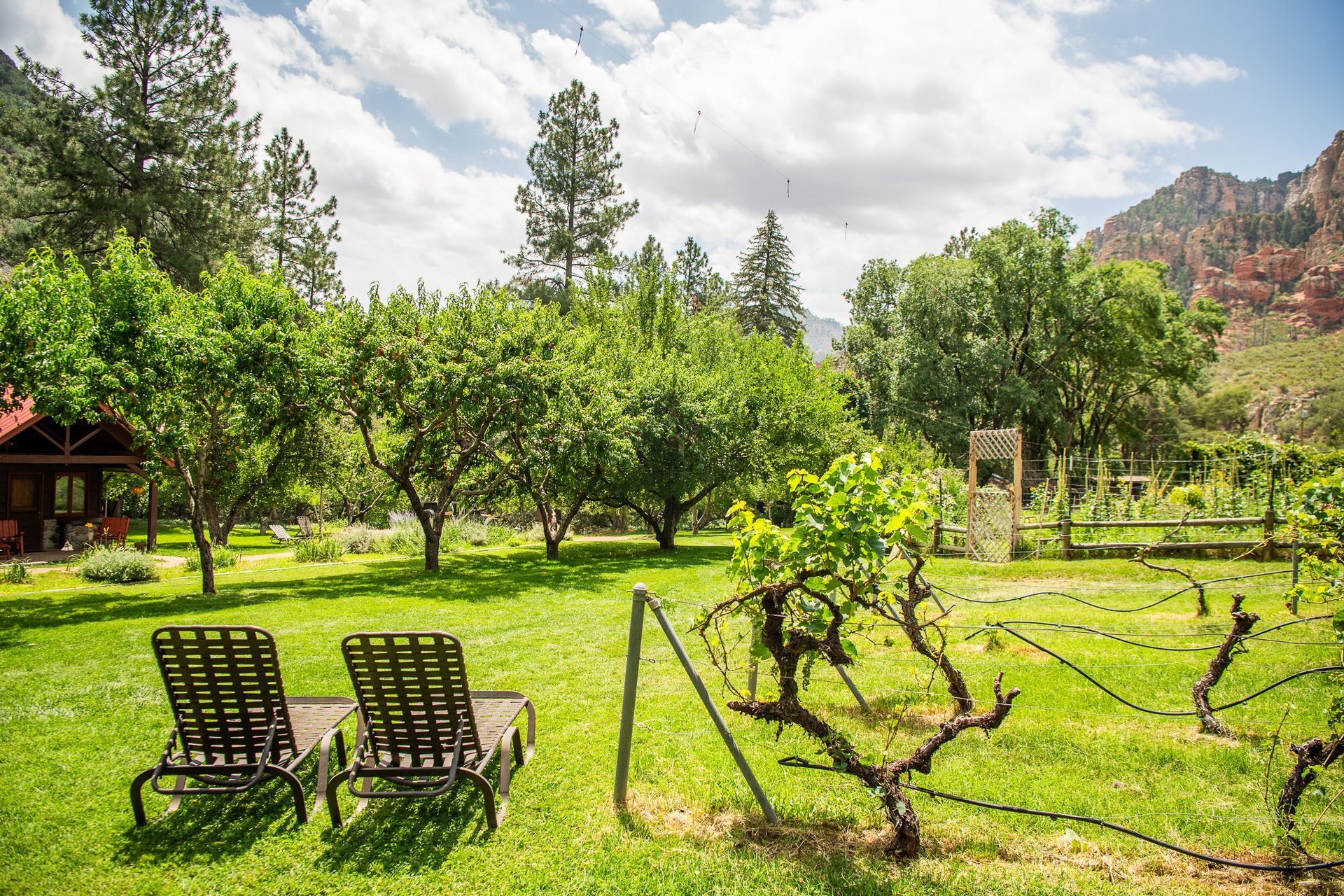 Lawn chairs beside a vineyard under a bright sky, with trees and mountains in the background