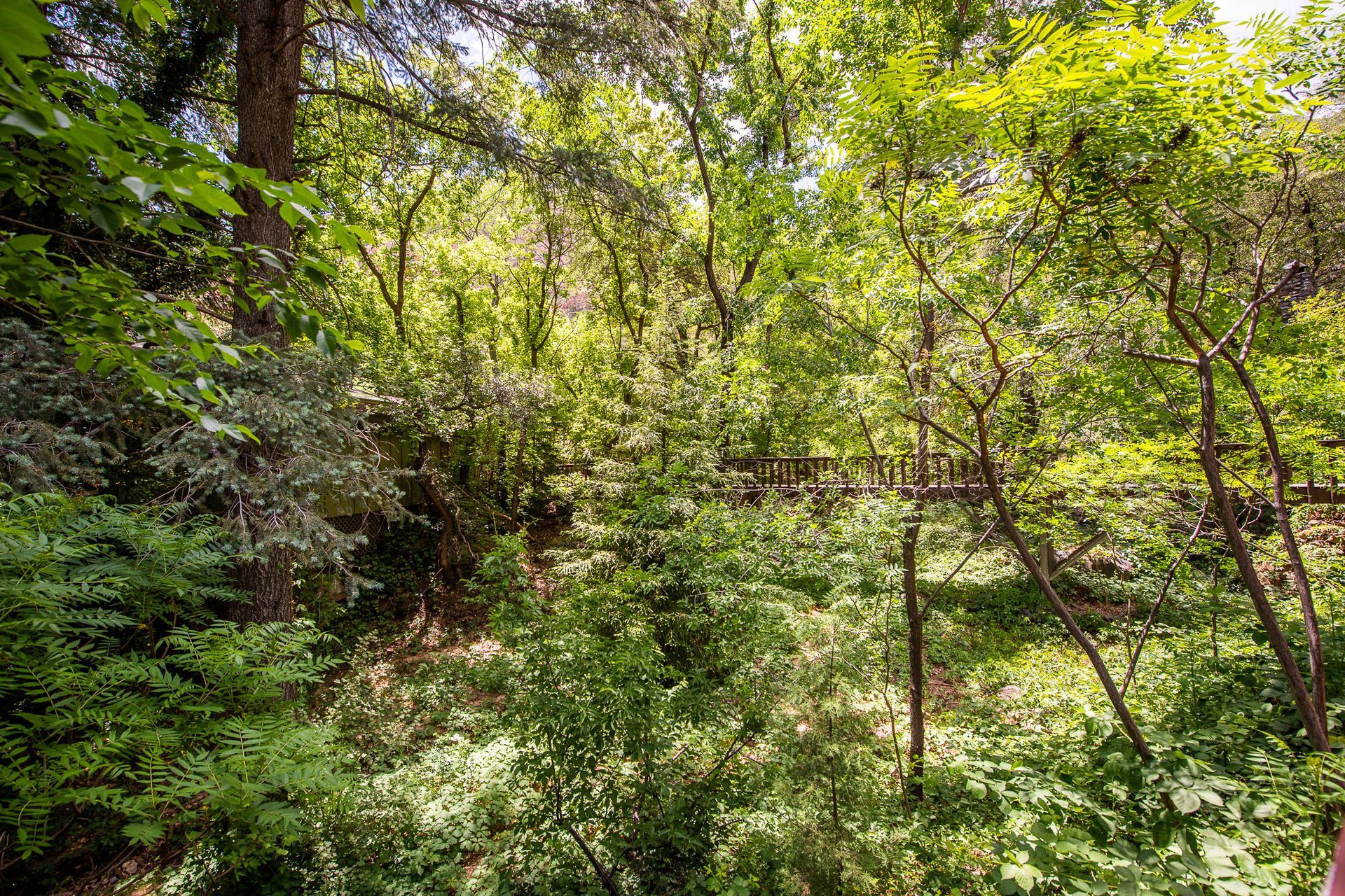 Dense green forest with sunlit trees and thick undergrowth
