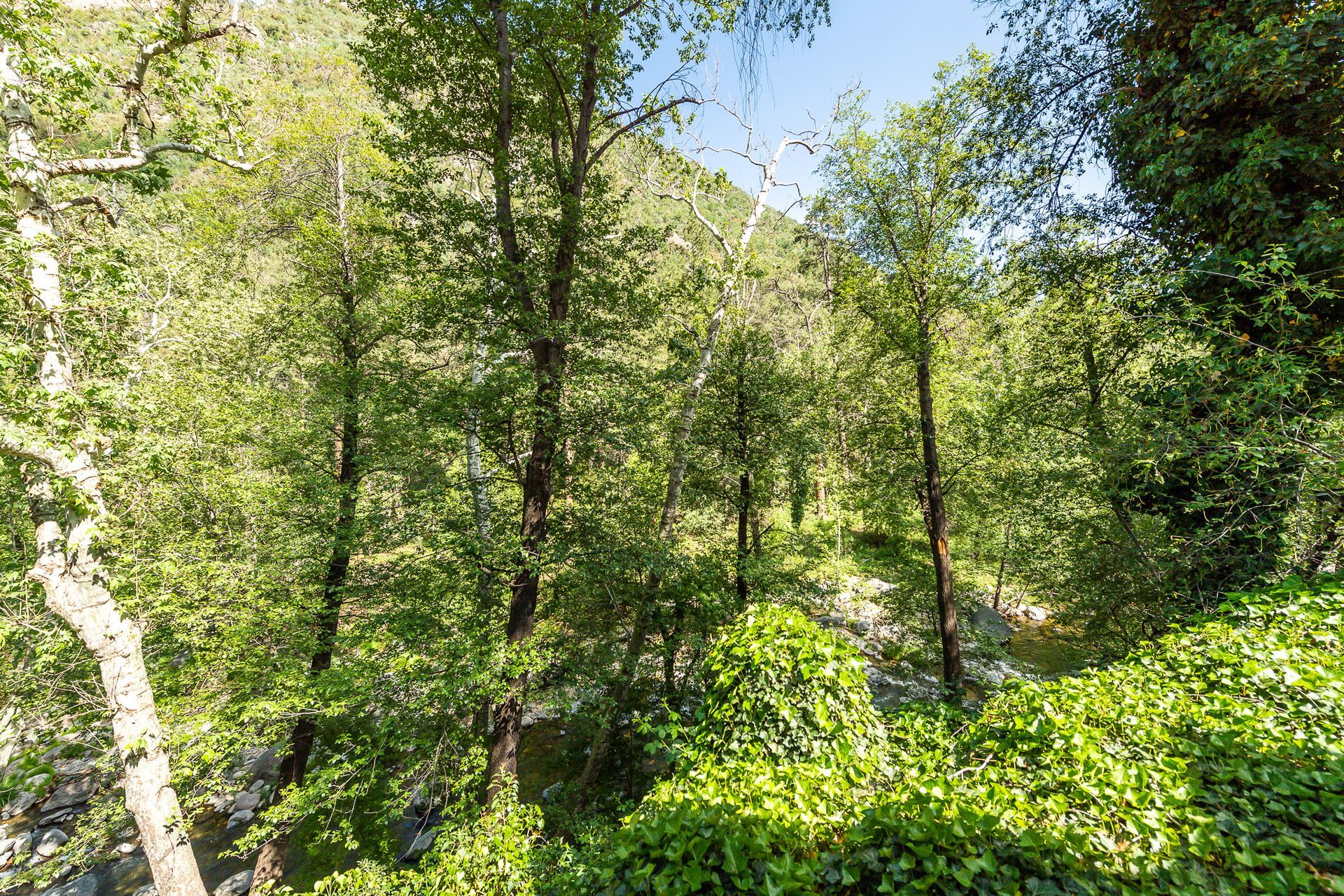 Sunlit forest with tall green trees and dense foliage on a rocky hillside