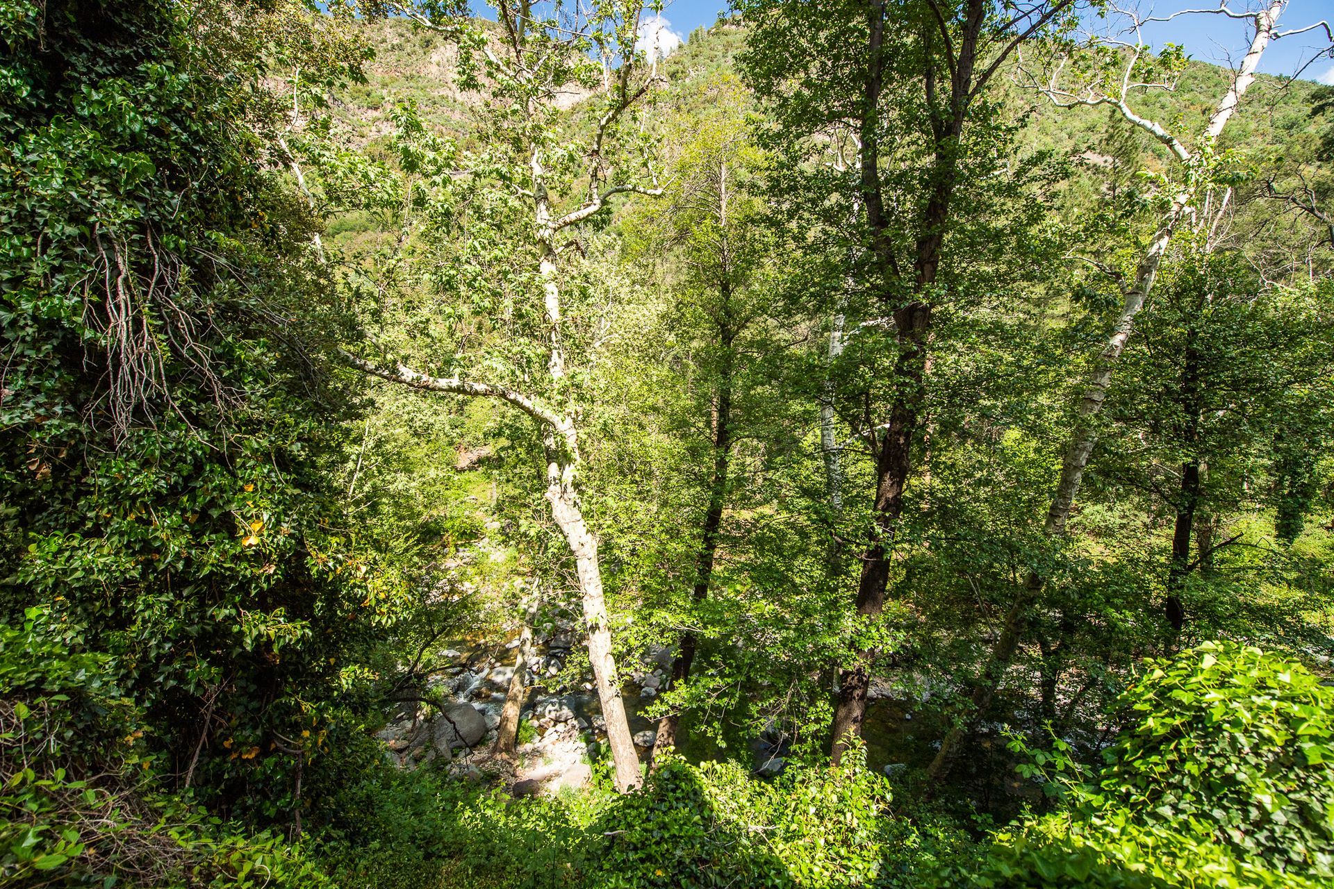 Sunlit birch trees and dense green forest foliage on a hillside