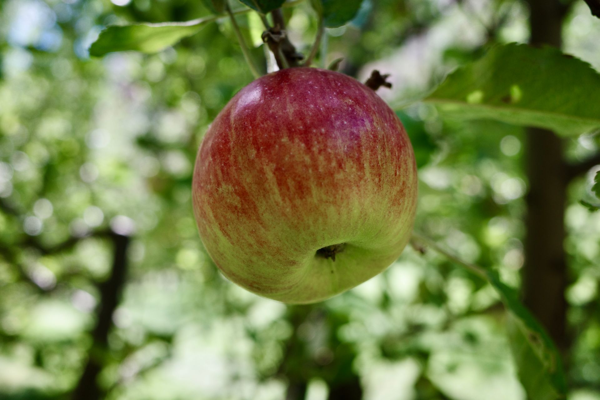 Red apple hanging from a tree branch with green leaves, in an orchard-like setting