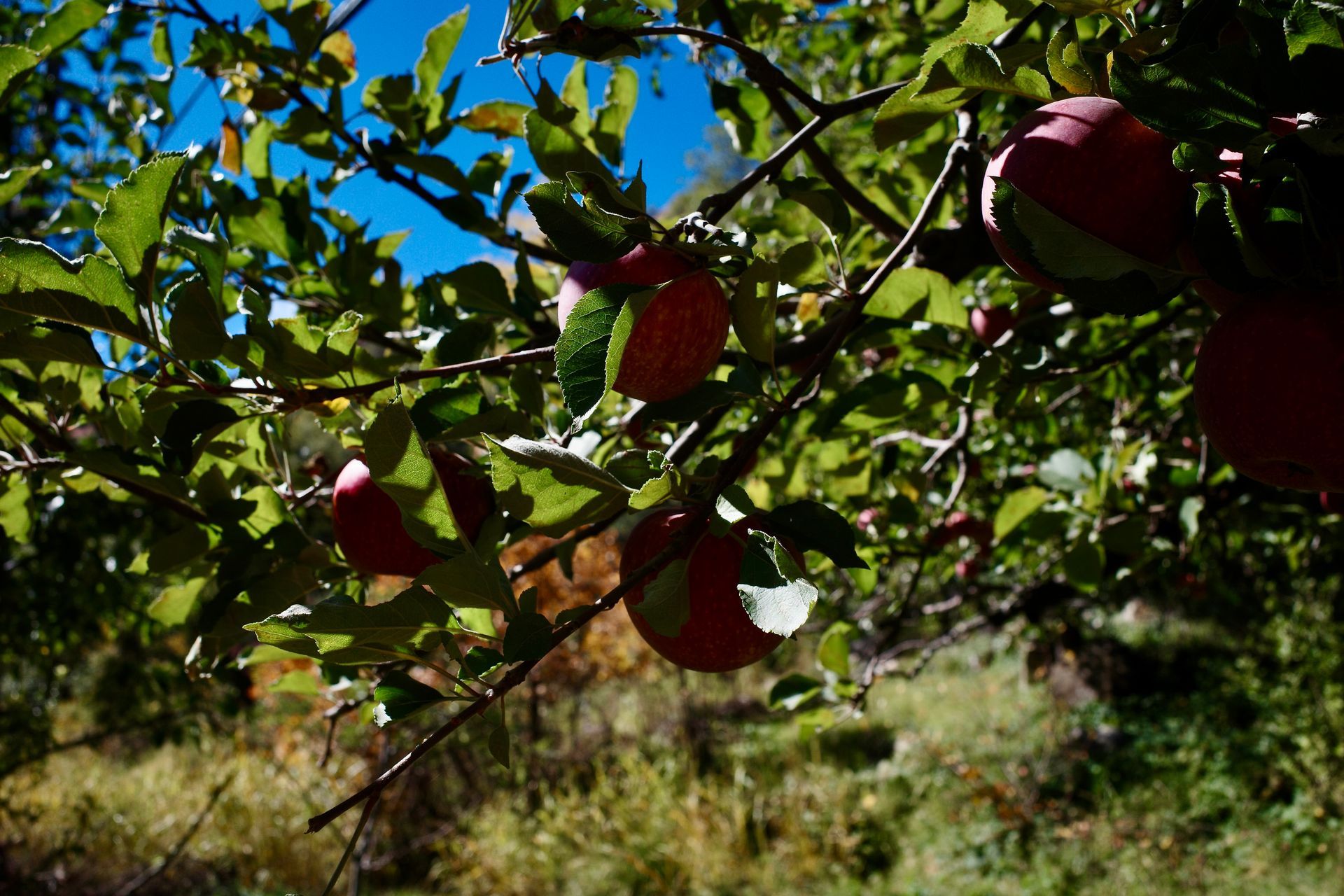 Red apples hanging on a tree branch in a sunny orchard