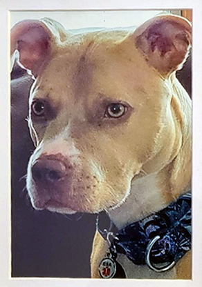 Photo of King, the Official Mascot