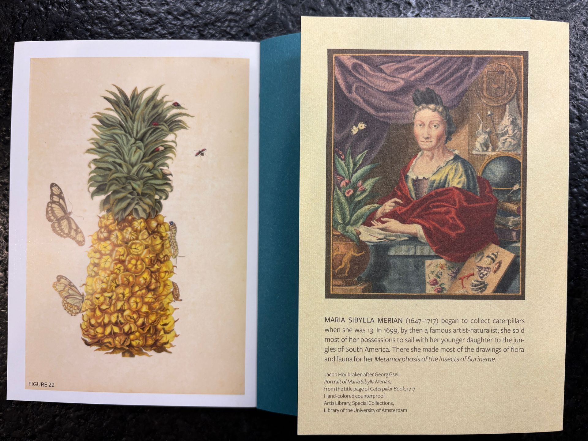 Maria Sibylla Merian at Philbrook Museum: A Botanical Illustrator Worth ...