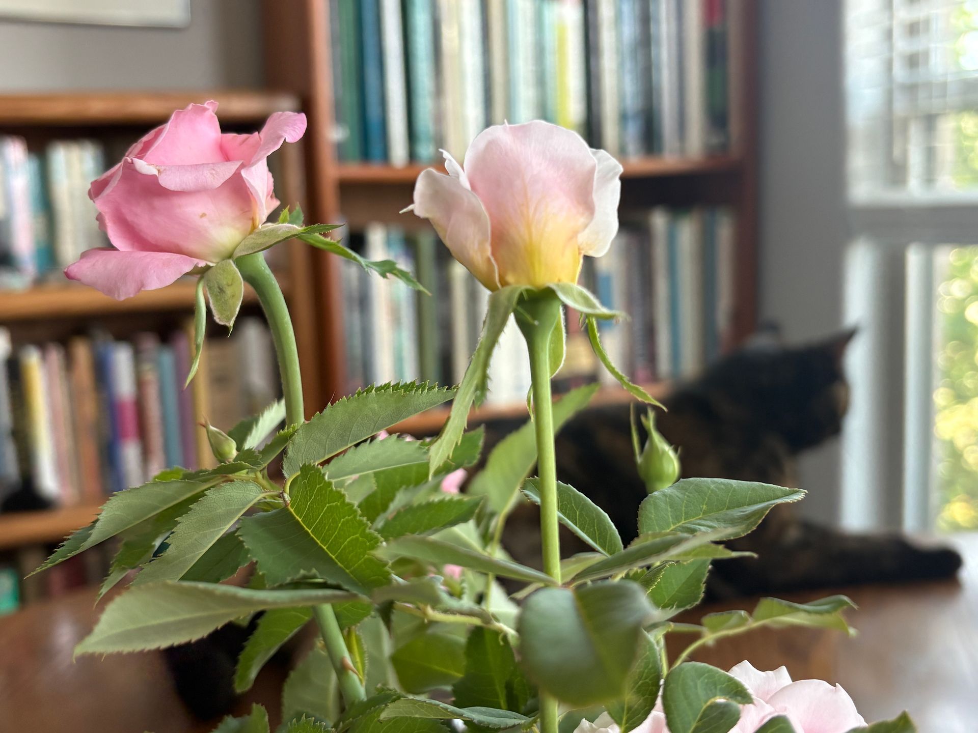 Pink and yellow roses in a vase with a blurred bookshelf background