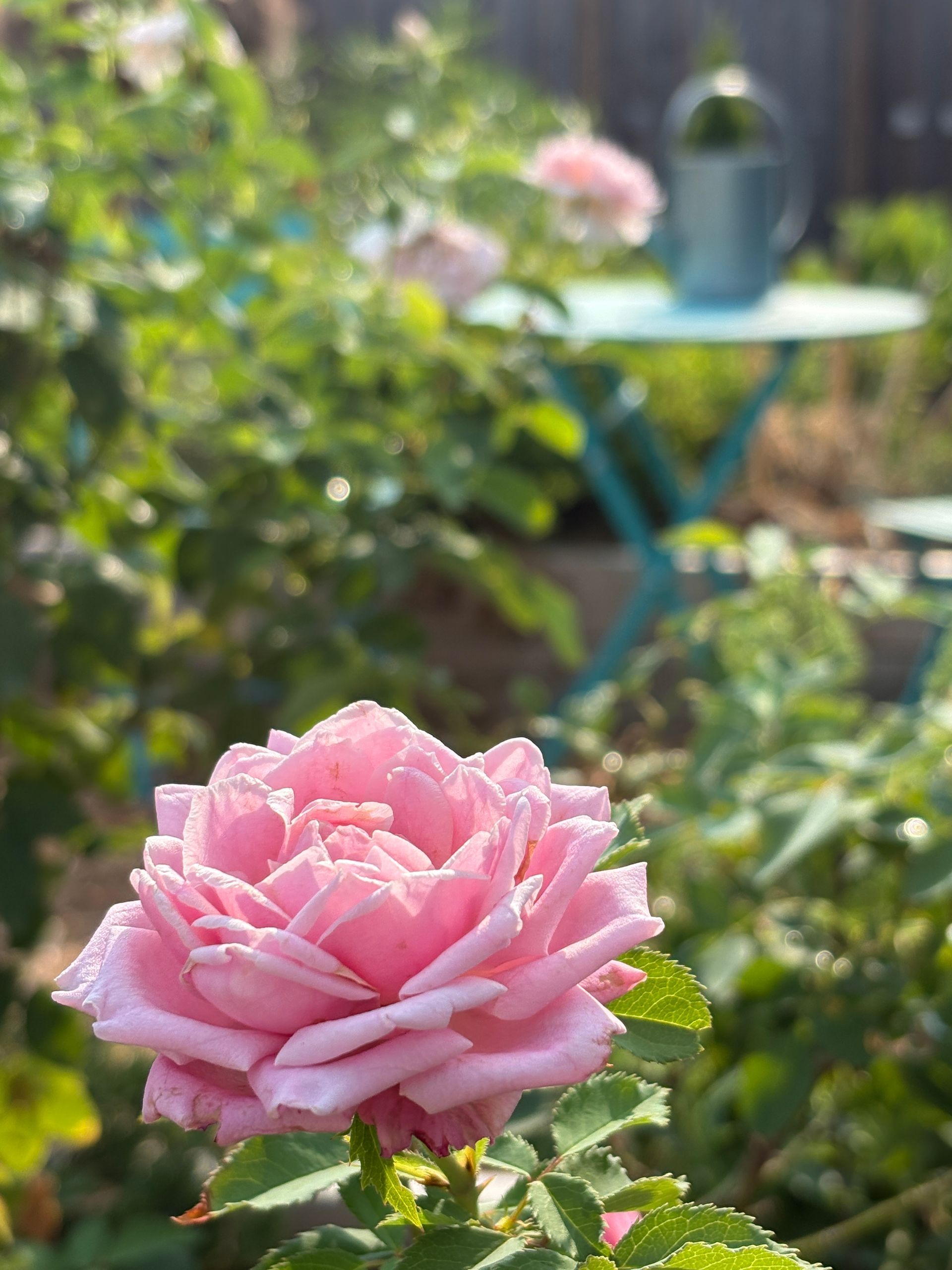 Pink rose in a sunlit garden with blurred greenery and a small table in the background