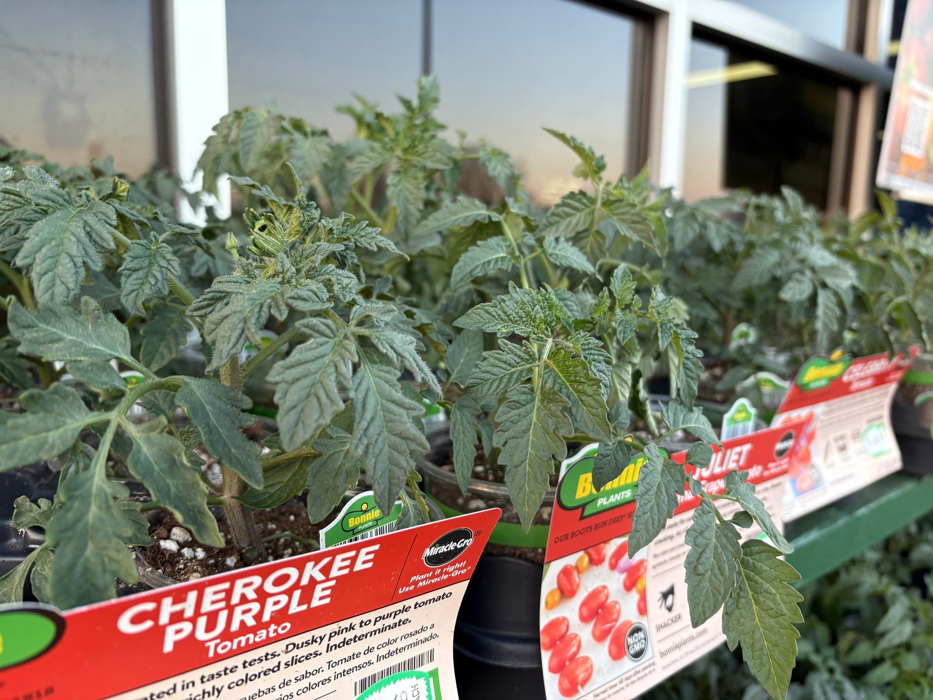 A row of cherokee purple tomato plants in pots