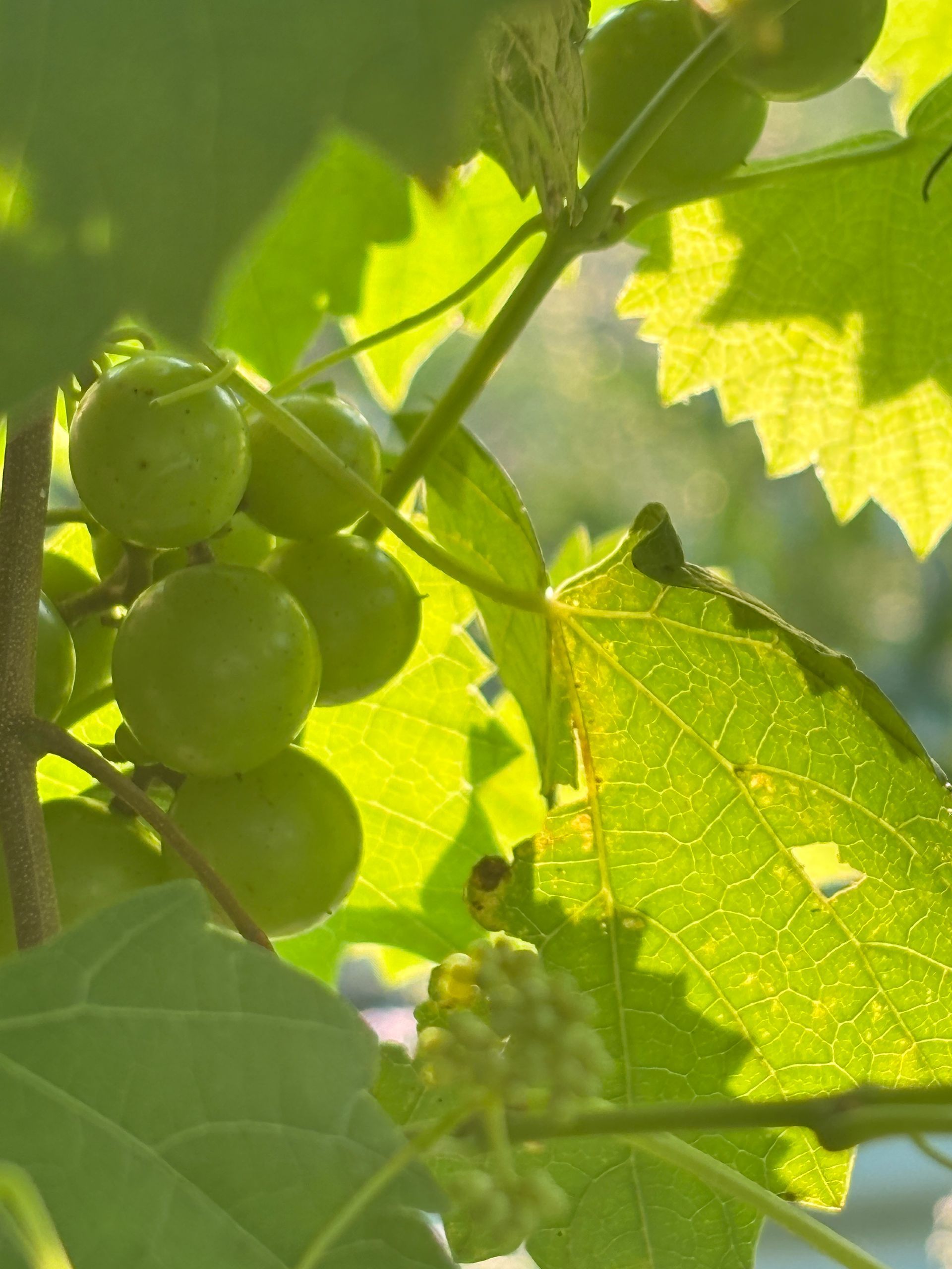 Green grapes growing on a vine among sunlit leaves