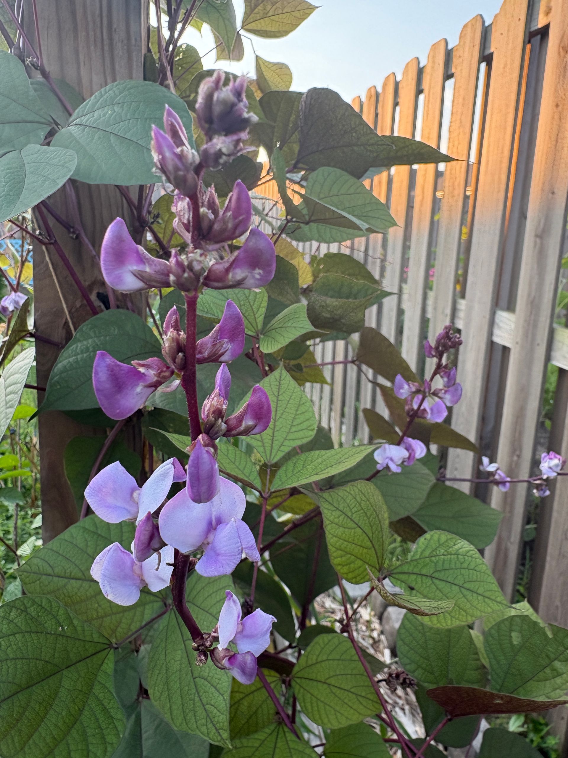 Purple flowering plant beside a wooden fence in a garden.