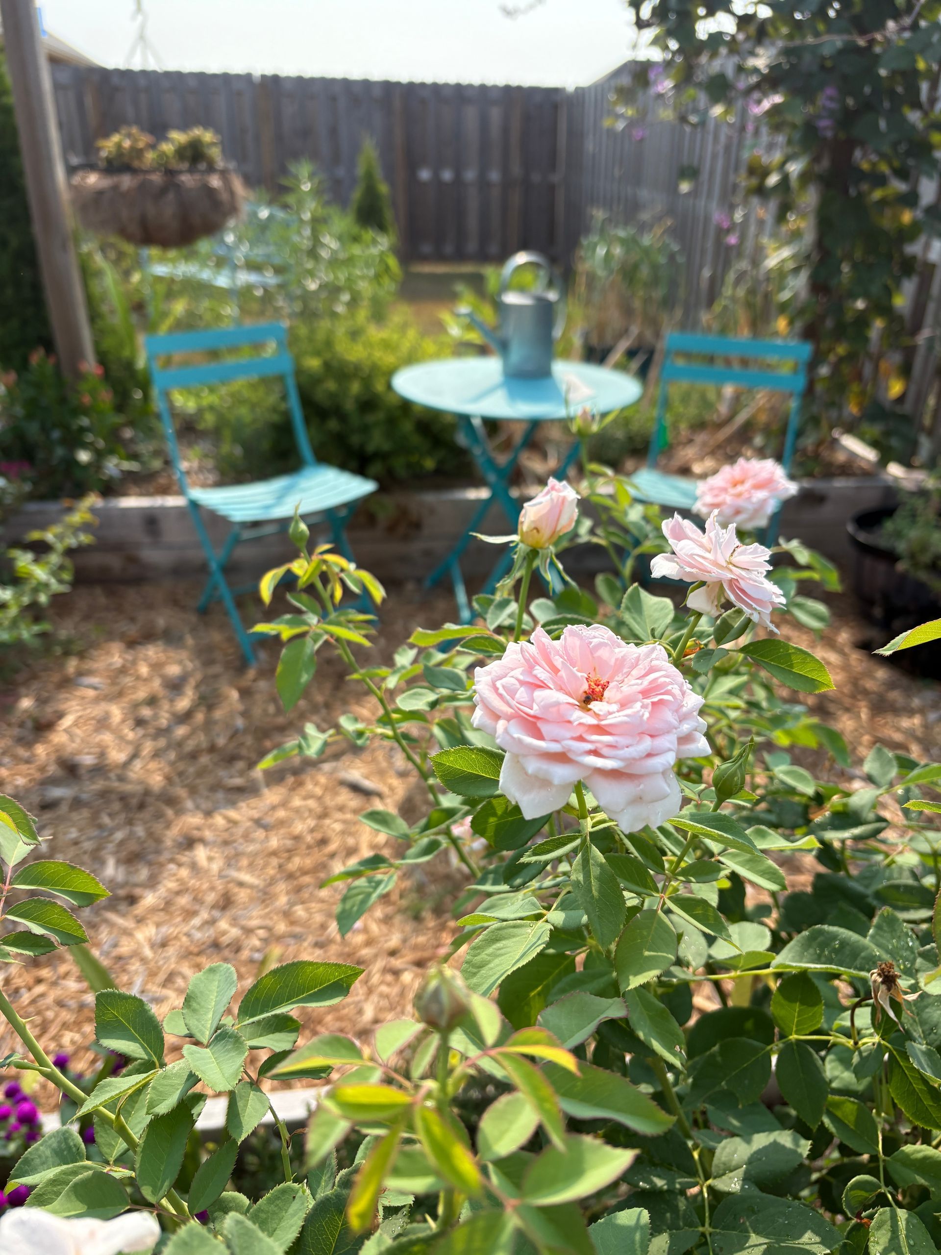 Pink roses in a sunny garden with turquoise chairs and a small table in the background