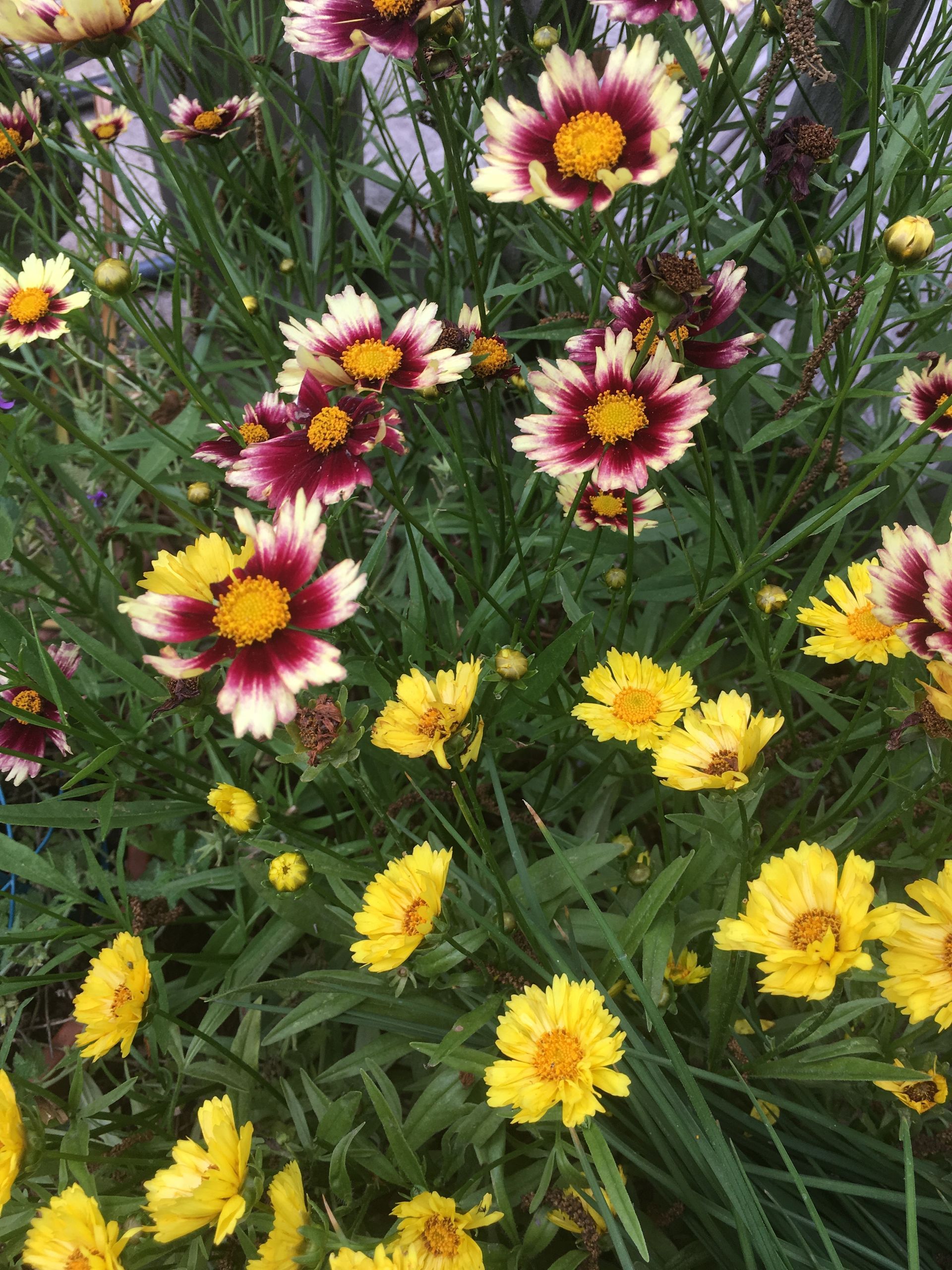 Leading Lady Coreopsis, gardentravelexperiences.com