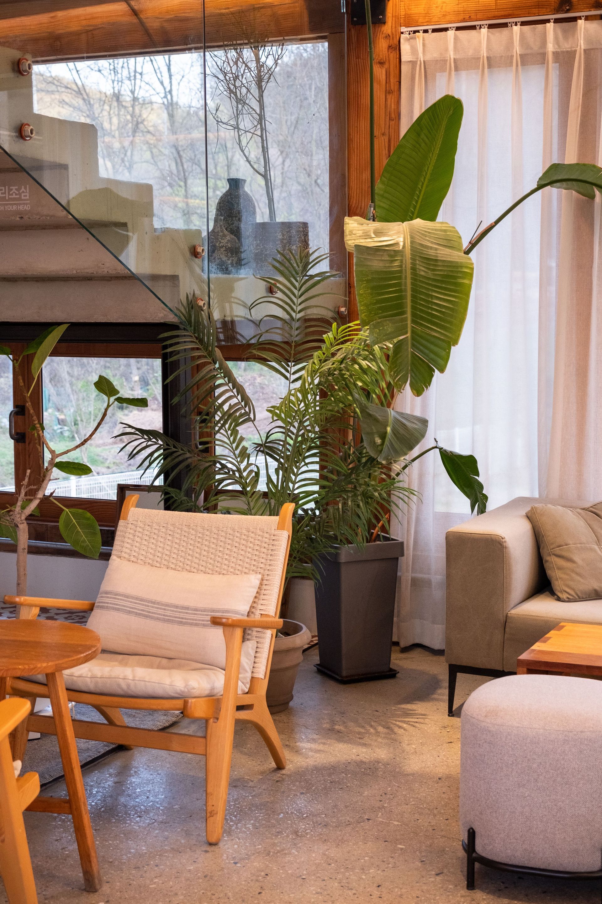 Cozy living room with wicker chairs, beige sofa, large potted plants, and sheer curtains by a window