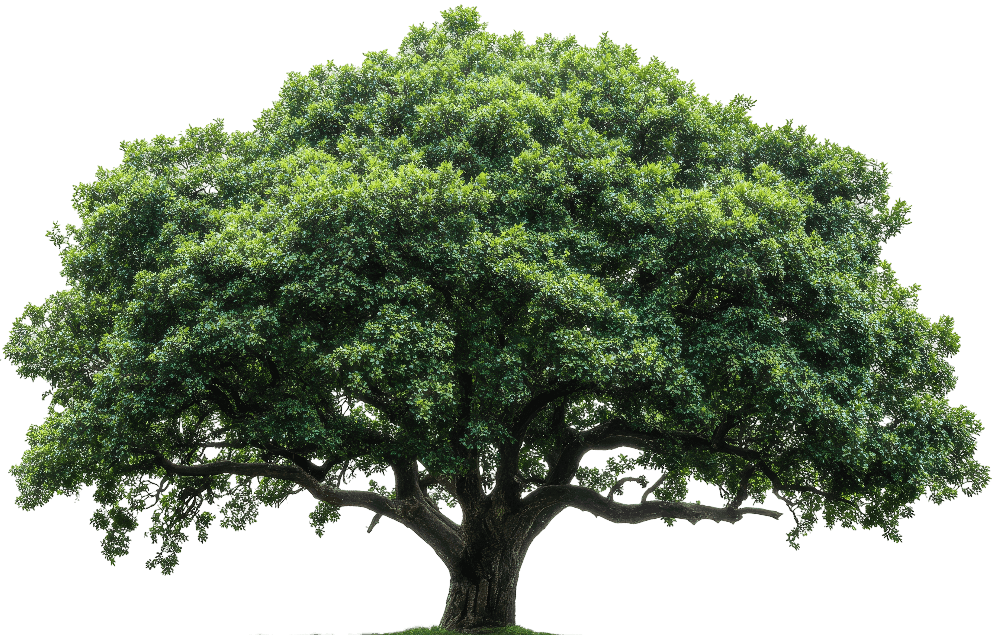 Tree Transparent