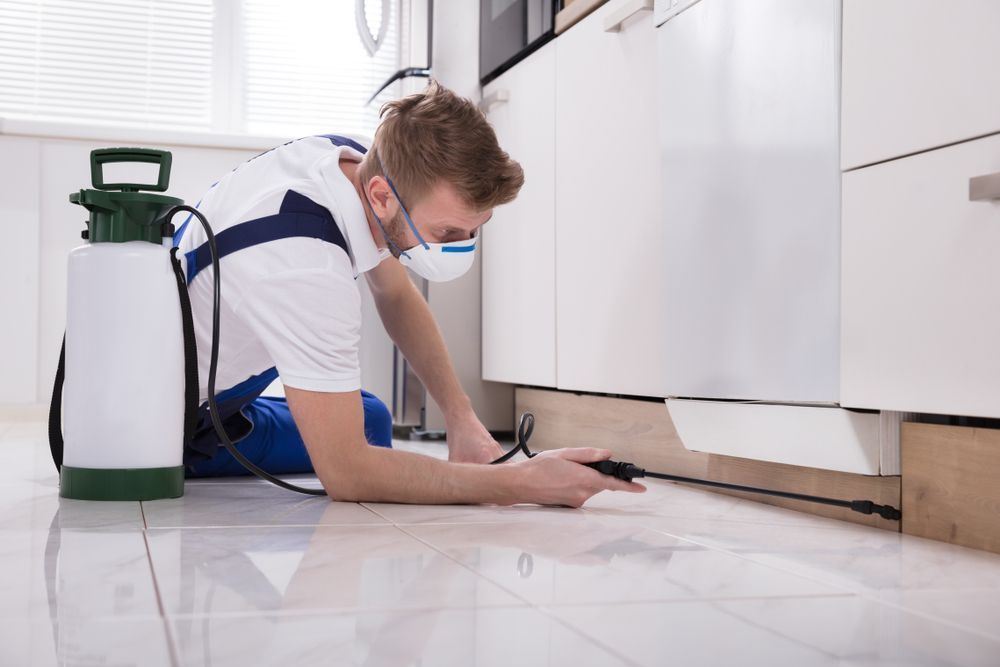 Male Exterminator — Local Exterminator in Nowra