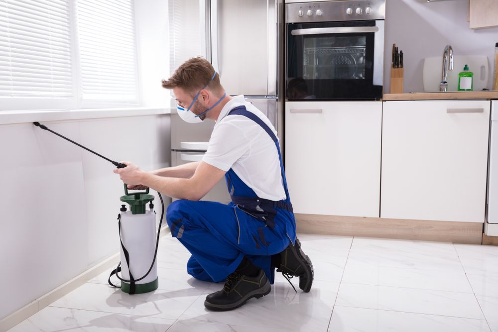Pest Exterminator — Local Exterminator in Nowra