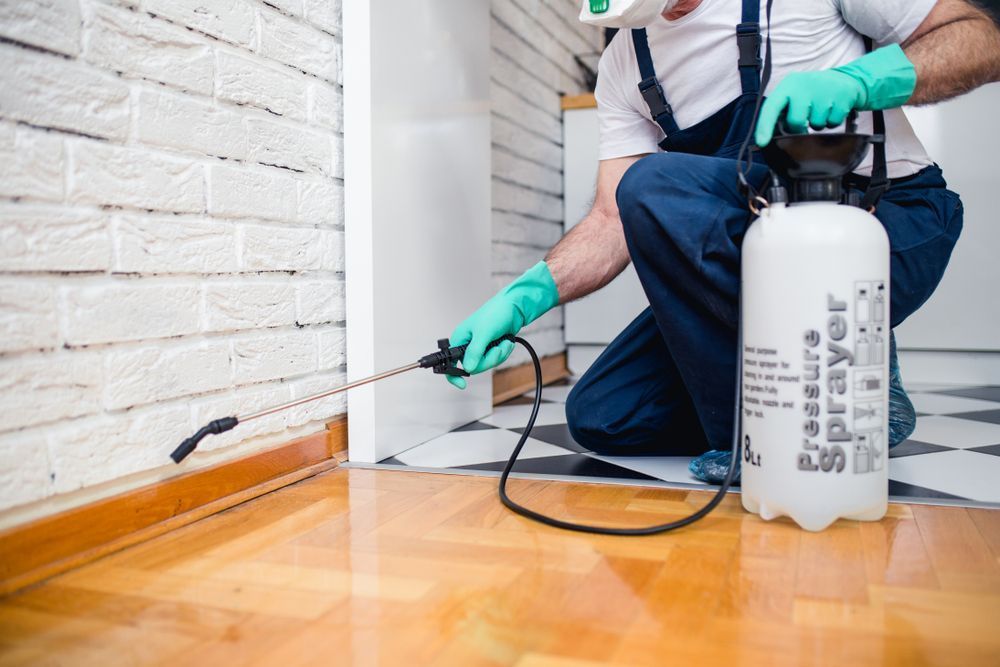 Exterminator — Local Exterminator in Nowra