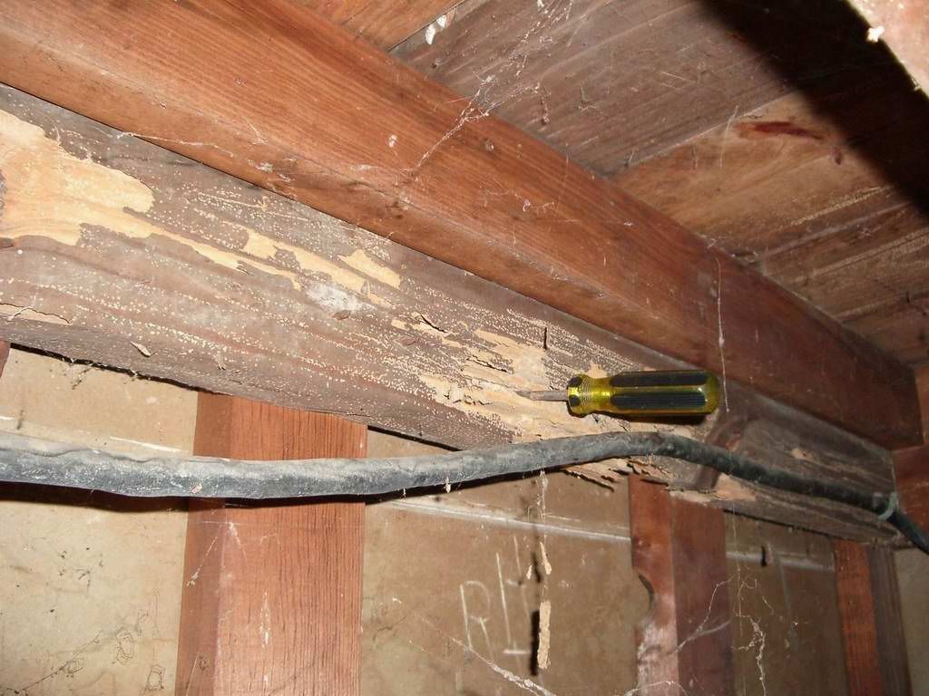 Atrax Services 2 — Local Exterminator in Nowra
