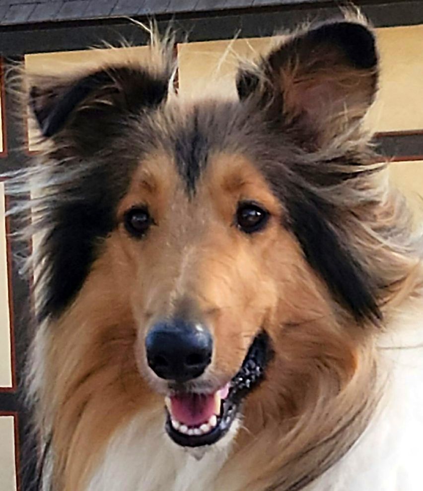 Rusty Junior — Studio City, CA — Rusty’s Discount Pet Center Rusty Junior — Studio City, CA — Rusty’s Discount Pet Center