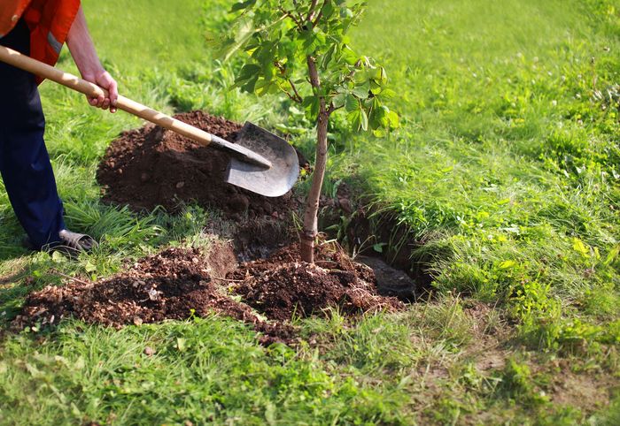 A person is planting a tree in a yard with a shovel.