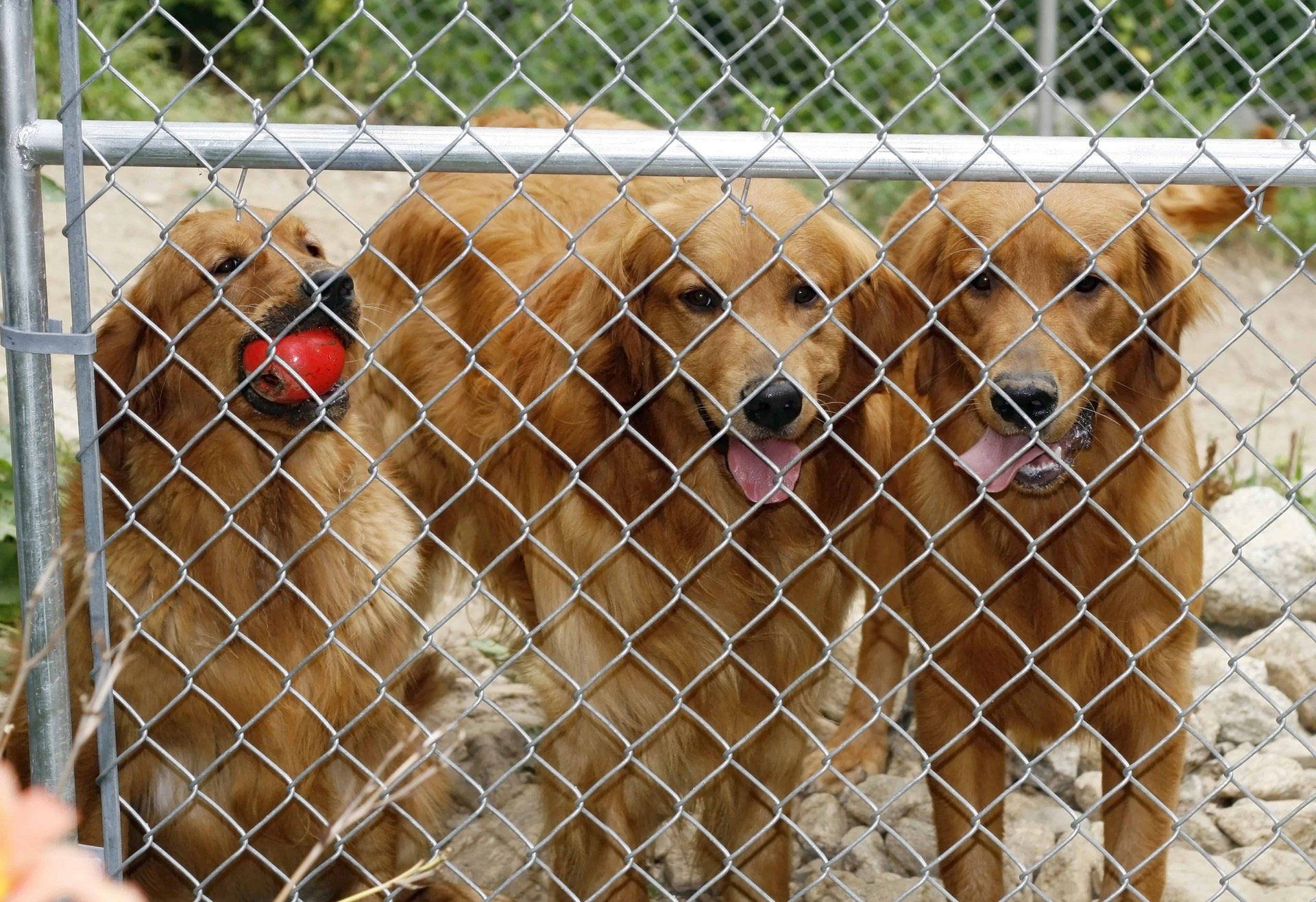Chain link fence Raleigh NC