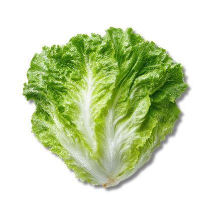 Green lettuce leaves on a white background