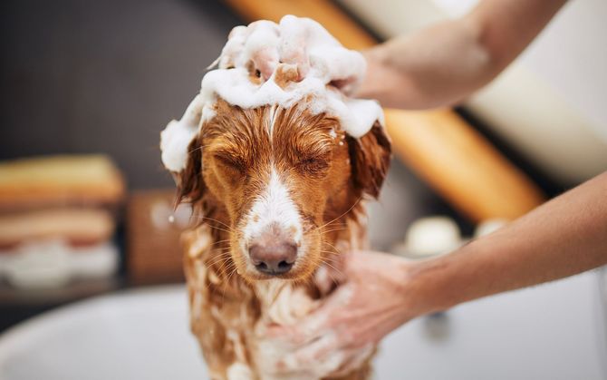 Dog getting a bath, eyes closed, lathered in white soap.