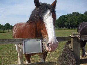 Horse feeding time