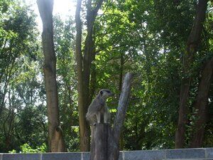 Meerkat sitting