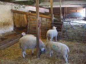 Sheep feeding time