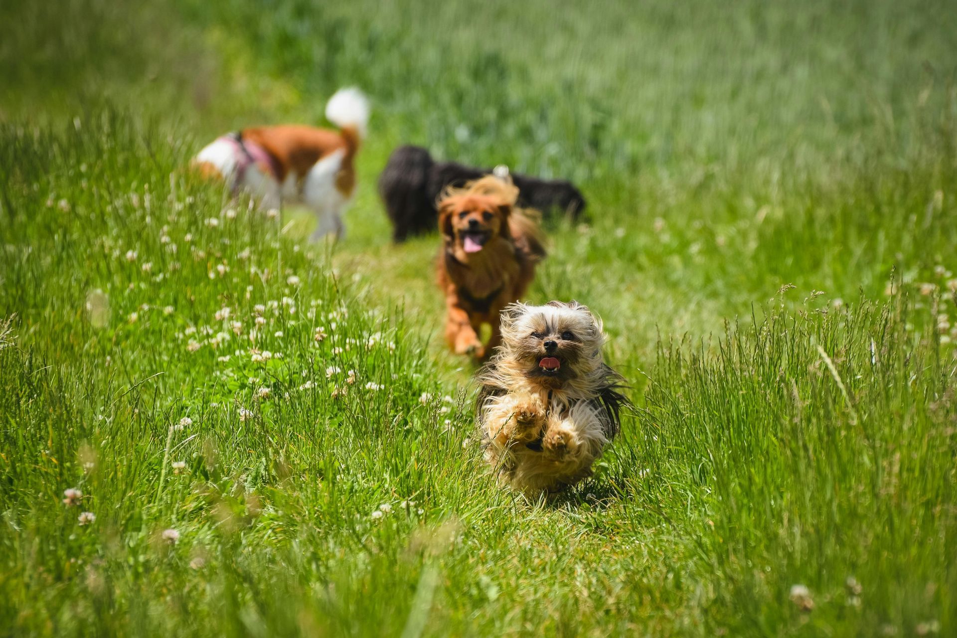 Three dogs running through tall green grass, one brown and one fluffy tan in front.
