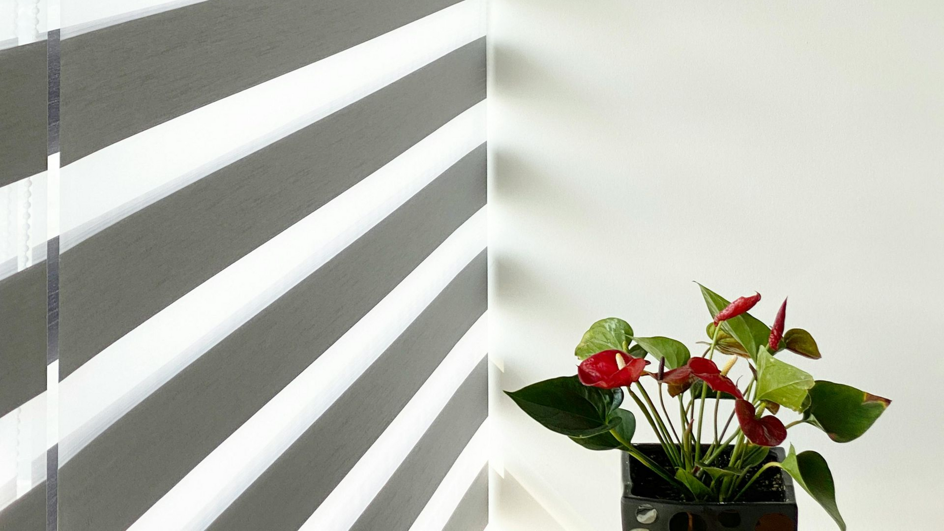 A small potted anthurium plant with bright red flowers sits on a surface next to a window with grey and white striped blinds.