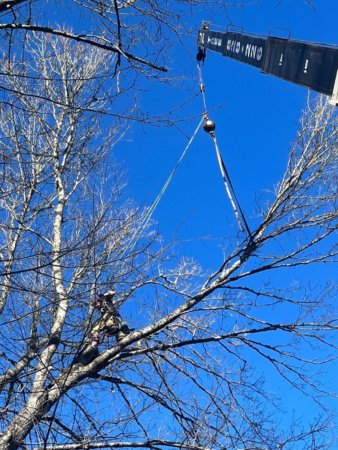 Crane lifting tree branches against a bright blue sky in a leafless wooded area