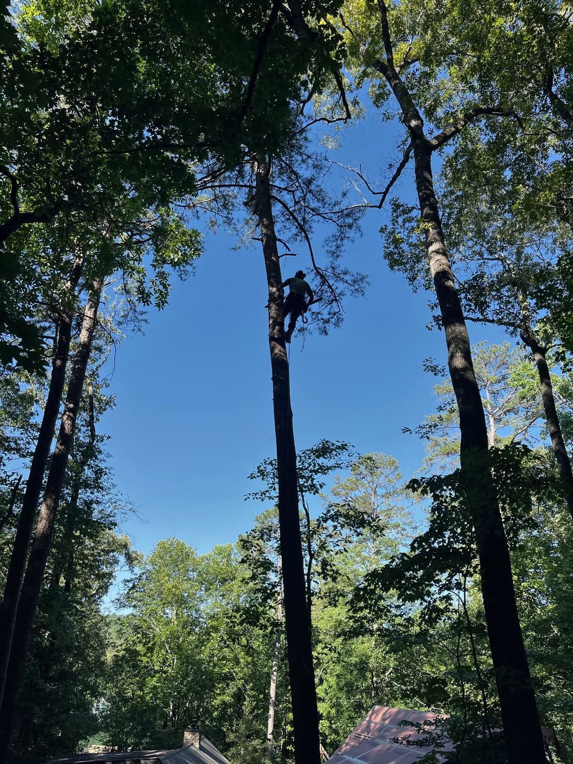 Person climbing a tall tree in a forest under a bright blue sky