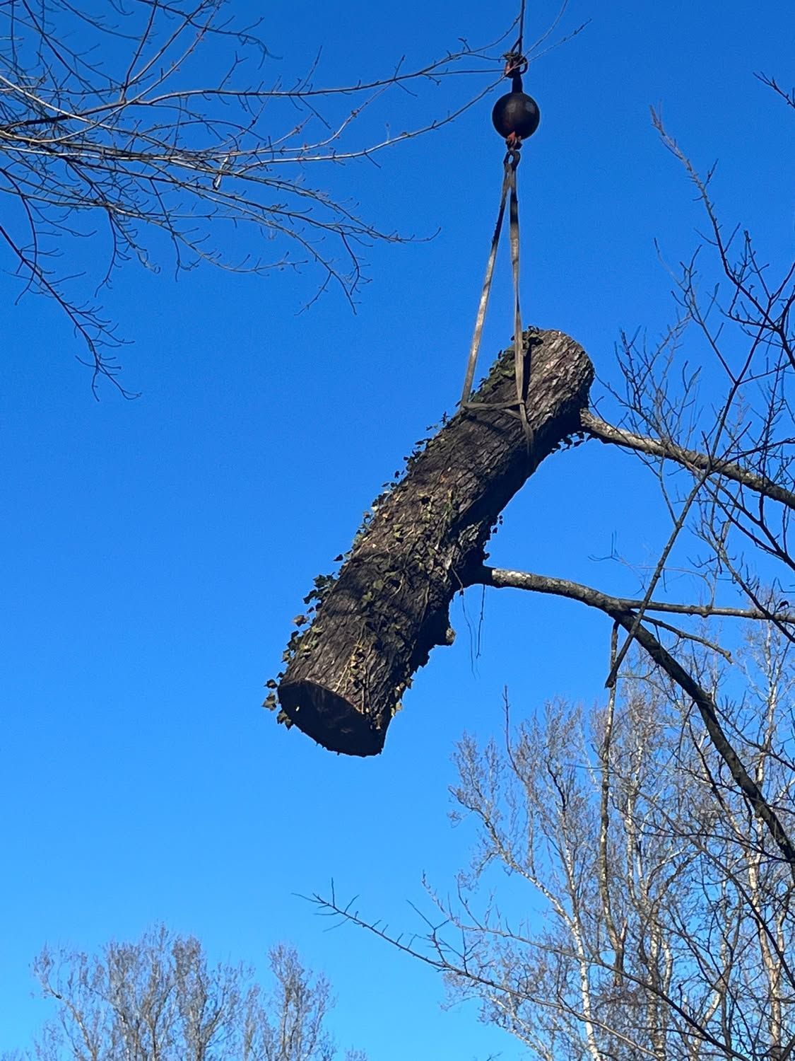 A tree trunk hangs from a crane hook against a clear blue sky.