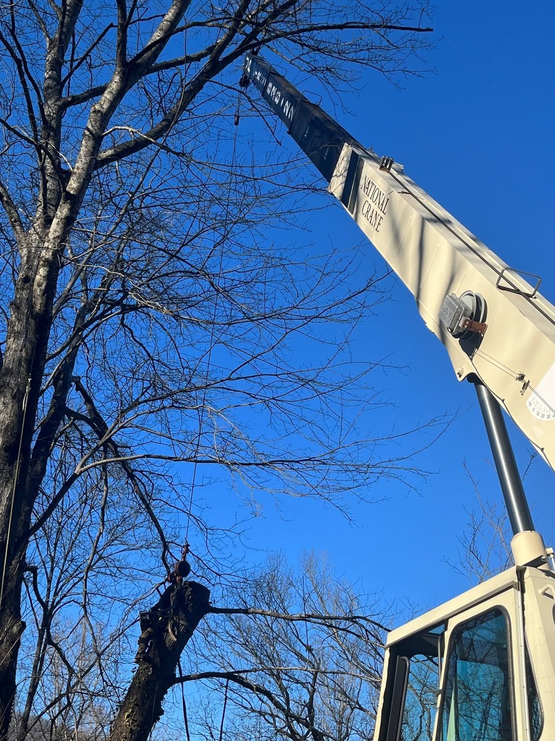Crane lifting a worker into a bare tree against a clear blue sky