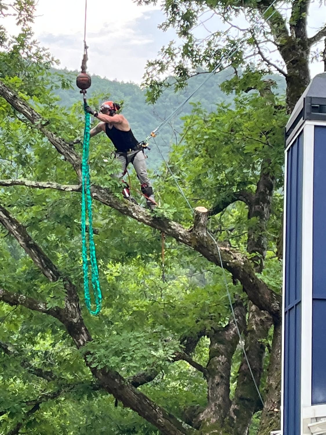 Person on a rope swing in a green forest, suspended among tree branches.