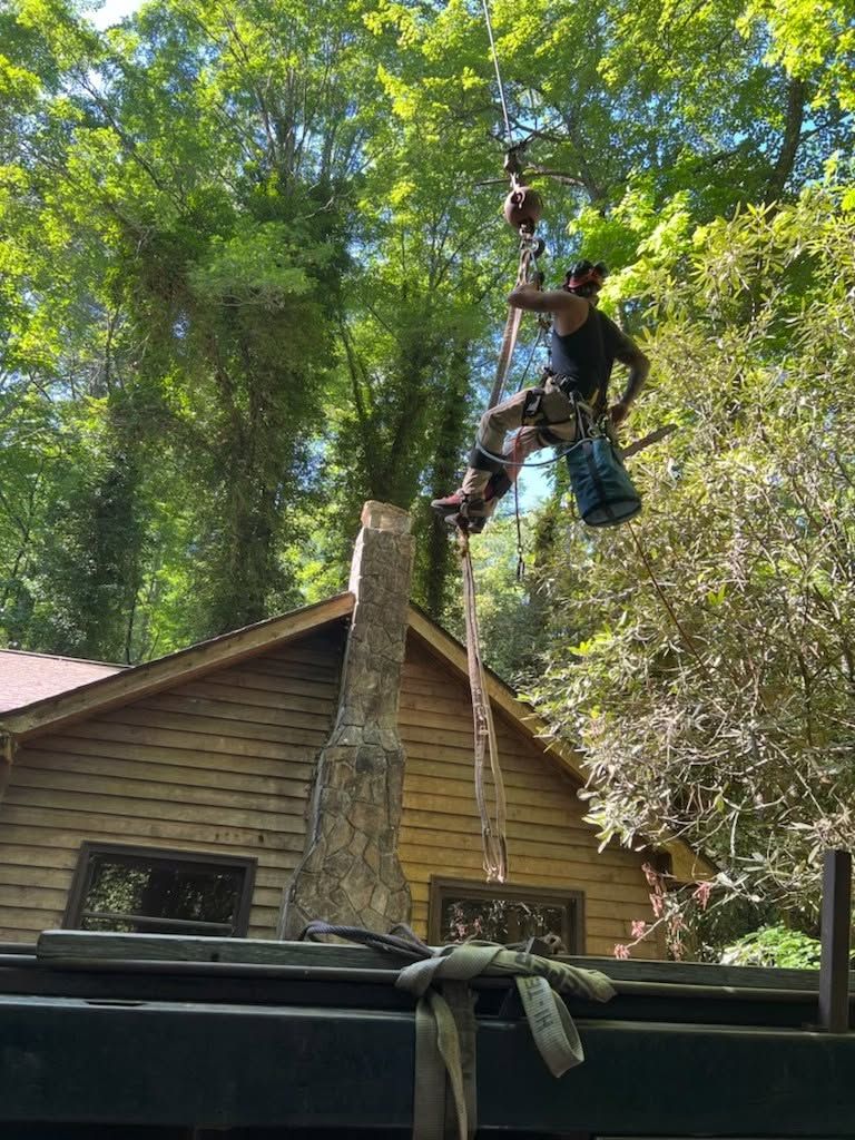 Worker climbing a tree near a cabin, with ropes and gear, surrounded by tall green trees.