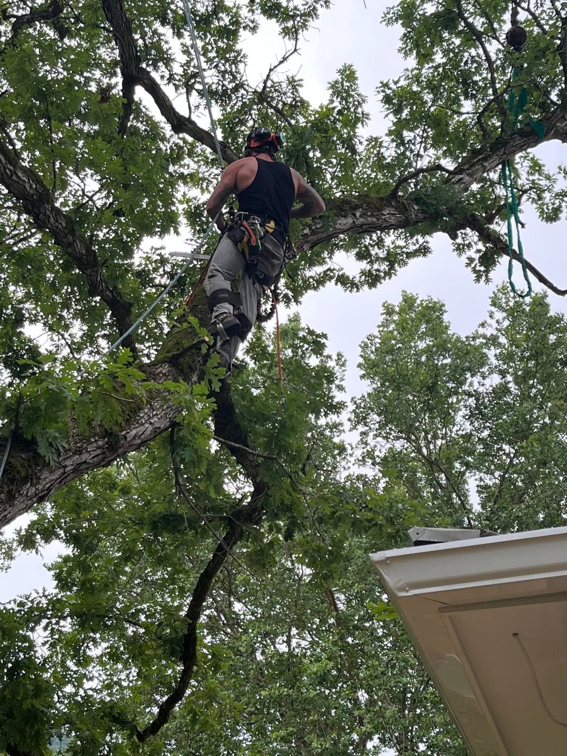 Person climbing a large tree above a house roof, viewed from below.